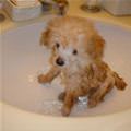 funny dog 3