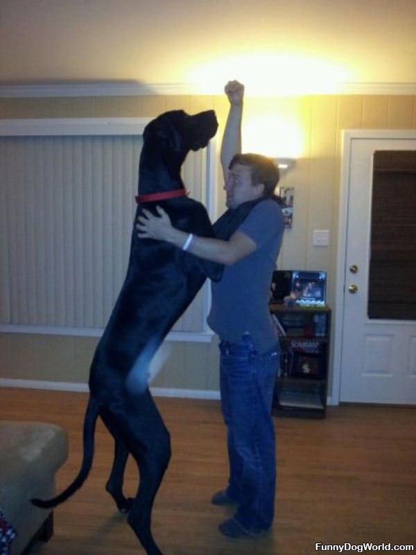 Tall Dog Is Tall