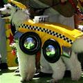funny dog 5