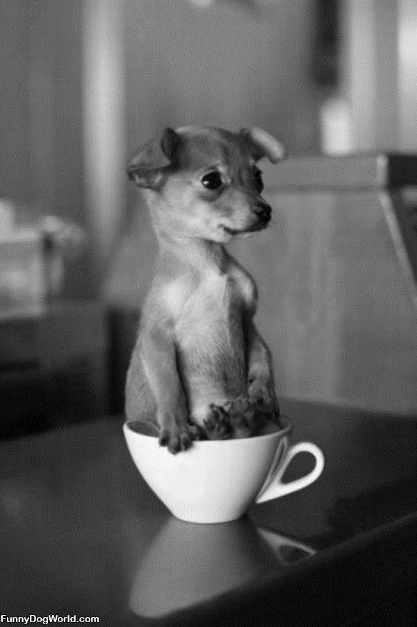 Tea Cup Pup