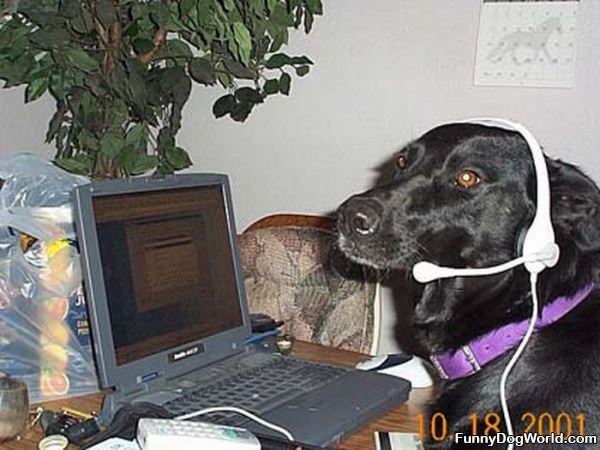 Tech Support Dog