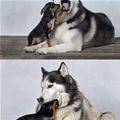 funny dog 1