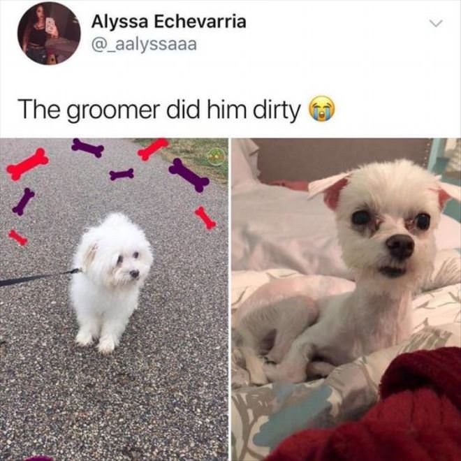 Thank You Groomer