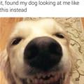 funny dog 5