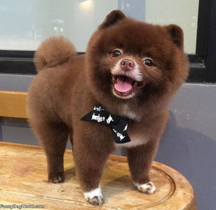 That Is A Fluffy Pup