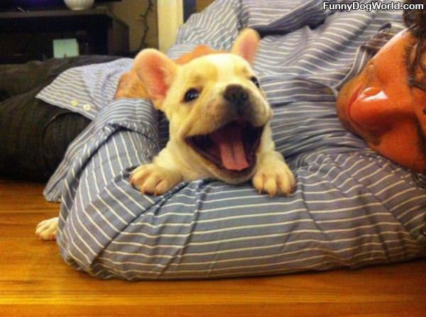 That Is A Happy Puppy