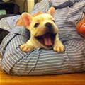 funny dog 3