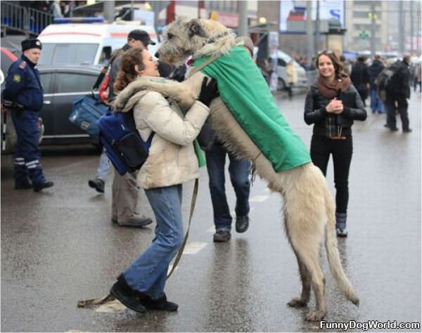 That Is A Huge Dog