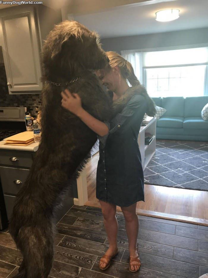 That Is A Tall Dog