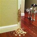 funny dog 5