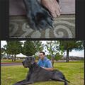 Thats A Huge Dog