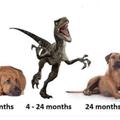 The Age Of A Dog
