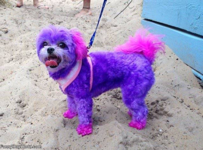 The All Purple Dog