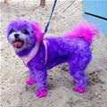 funny dog 4
