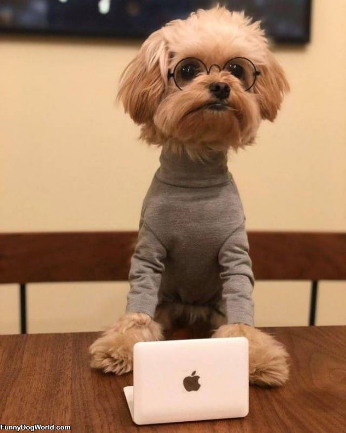 The Apple Dog