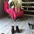 The Army Of Cats Is Out To Get Me