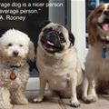 funny dog 1