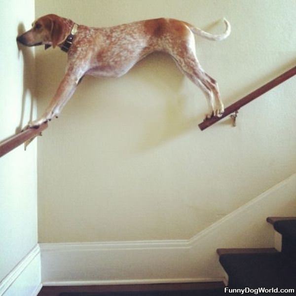 The Balancing Dog