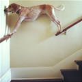The Balancing Dog