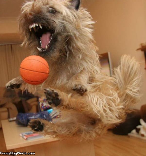 The Basketball Dog
