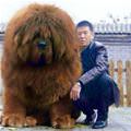 funny dog 5
