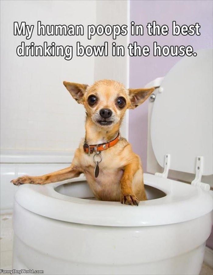 The Best Drinking Bowl In The House