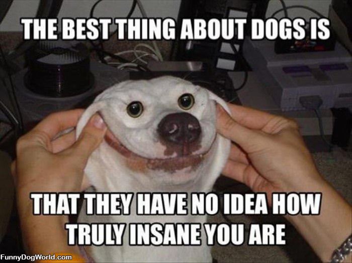 The Best Thing About Dogs