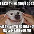 funny dog 1