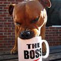 funny dog 1