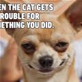 The Cat Gets Caught