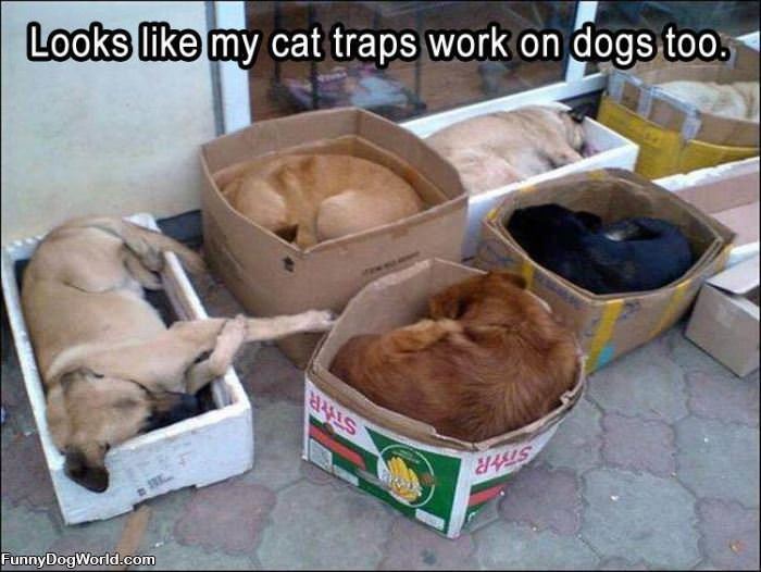 The Cat Trap Also Works On Dogs