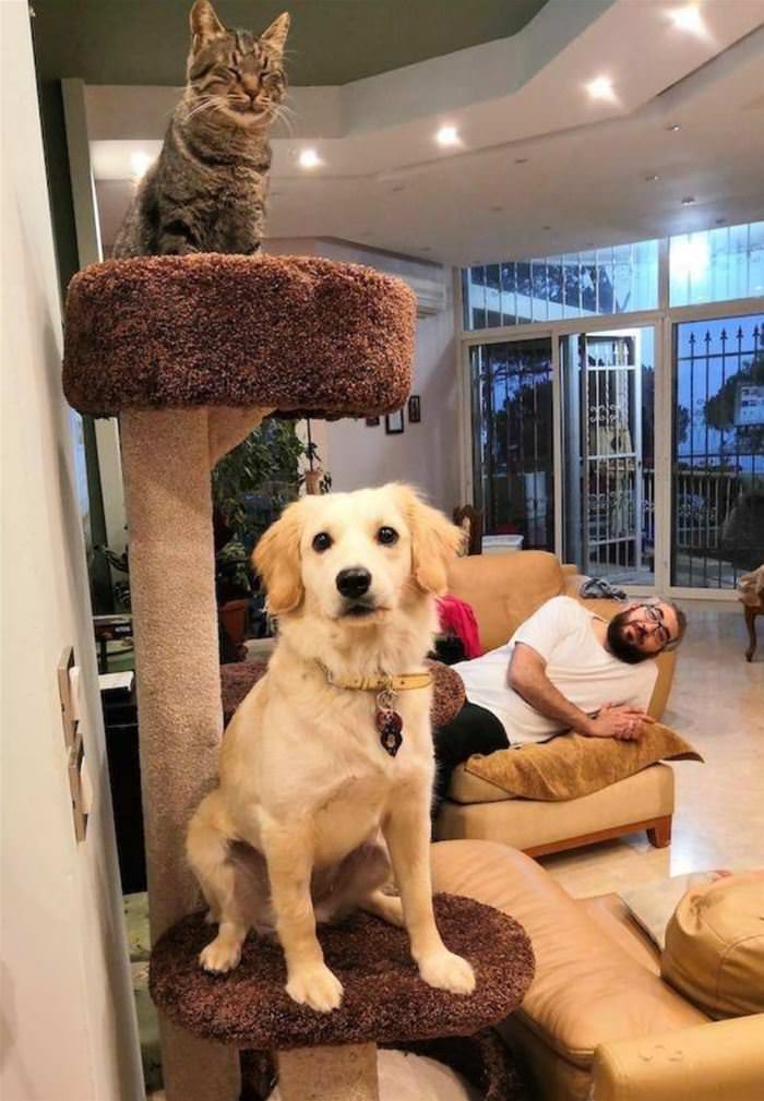 The Cat Tree