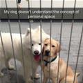 funny dog 5
