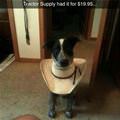 The Cone Of Shame Upgrade
