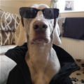 The Cool Dog