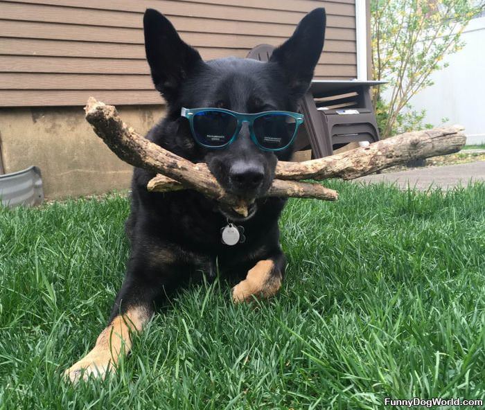 The Coolest Dog