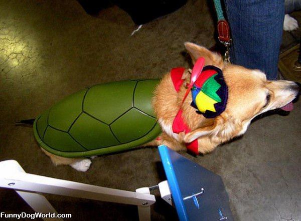 The Corgi Turtle