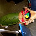 The Corgi Turtle