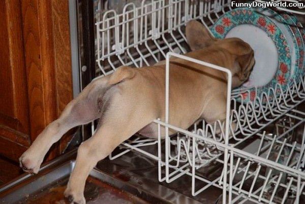 The Dish Washer