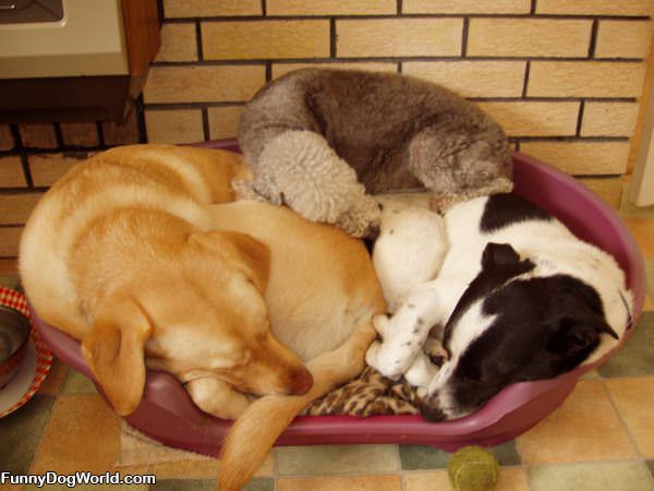 The Dog Basket