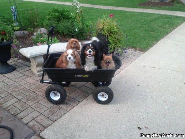 The Dog Cart