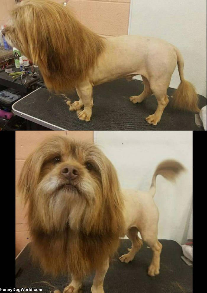 The Dog Lion