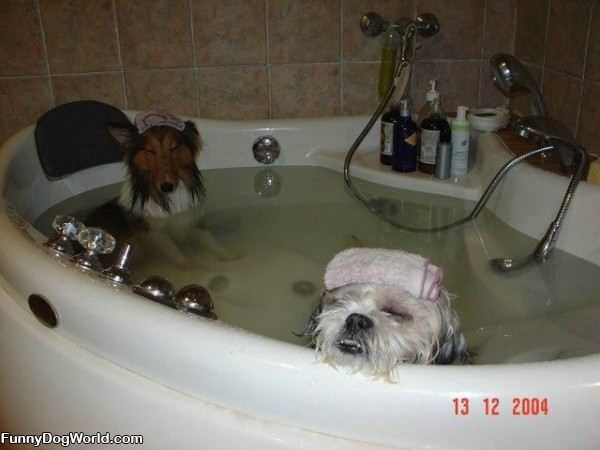 The Dog Spa