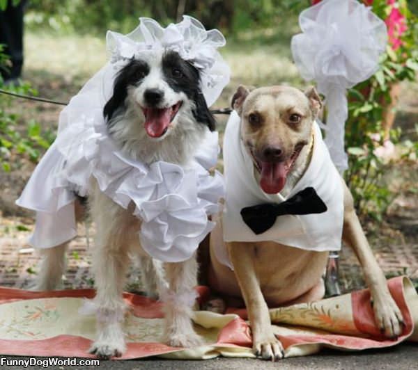 The Dog Wedding