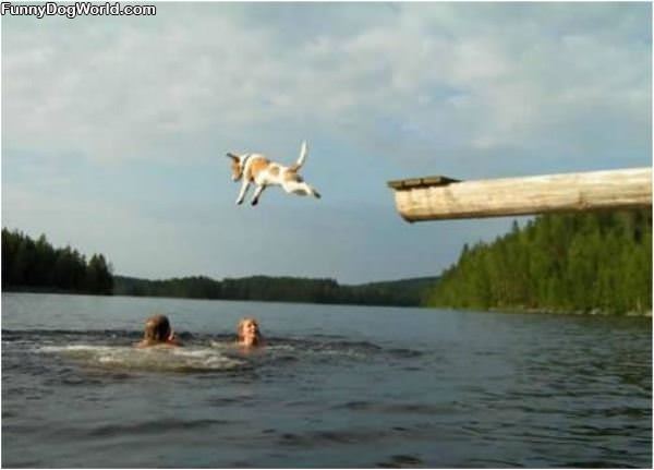 The Doggie Dive