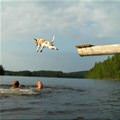 funny dog 3