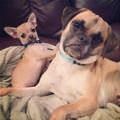 funny dog 1