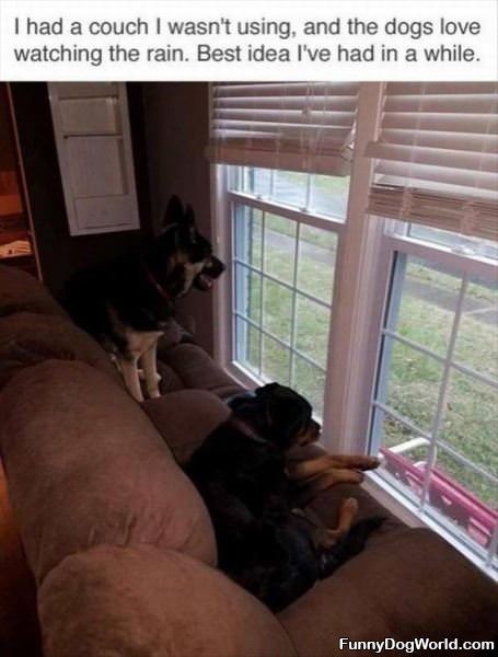 The Dogs Love Watching The Rain