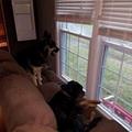 funny dog 5