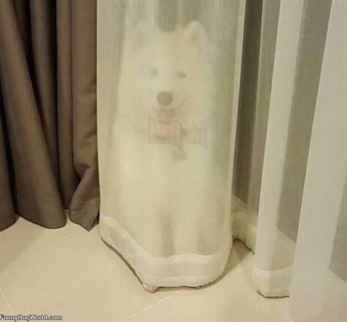 The Drapes Dog